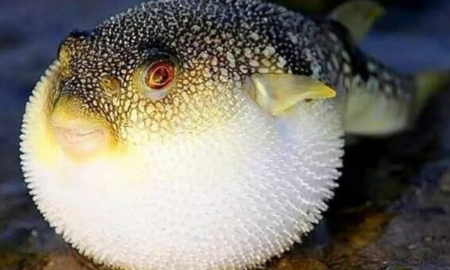 Τρόμος για δηλητηριώδη ψάρια στα νερά μας - Από πού προήλθαν, πόσο επικίνδυνα είναι