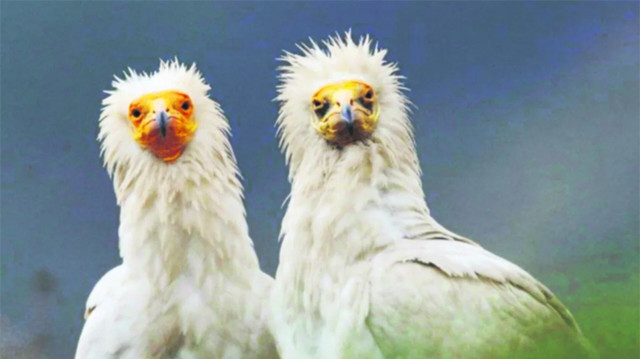 SOS: Υπό απειλή εξαφάνισης 1 στα 5 είδη ζώων - Τι δείχνουν τα δεδομένα για την Ελλάδα