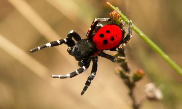 Μία σπάνια αράχνη - πασχαλίτσα βγήκε για βόλτα στα Ιωάννινα