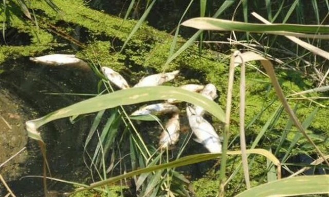 Θρύλος στη Λαμία: Ποτάμι γέμισε με νεκρά ψάρια