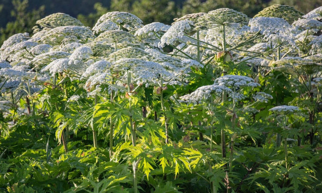 Αυτό είναι το φυτό που αν το αγγίξεις γεμίζεις φουσκάλες