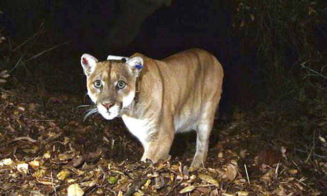 Το νέο «αστέρι» του Χόλιγουντ είναι ένα... λιοντάρι - Φρενίτιδα για το νέο «κατοικίδιο» των σταρ