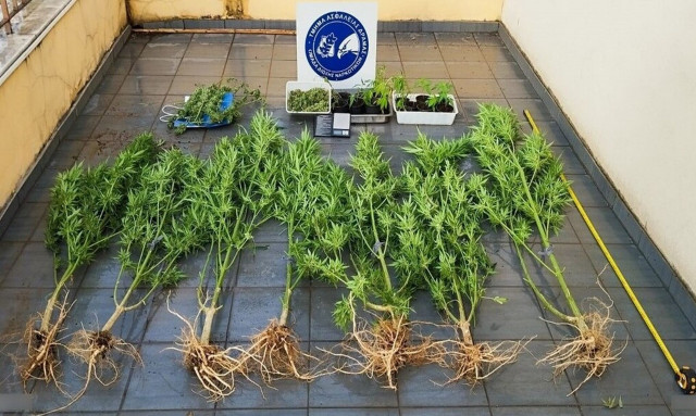 Δράμα: Μία σύλληψη για καλλιέργεια και διακίνηση ναρκωτικών