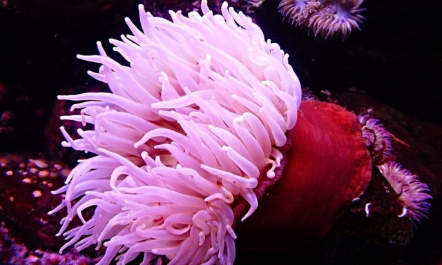 Συναγερμός στο Ναύπλιο για τις θαλάσσιες ανεμώνες - Τι προκαλούν στο δέρμα