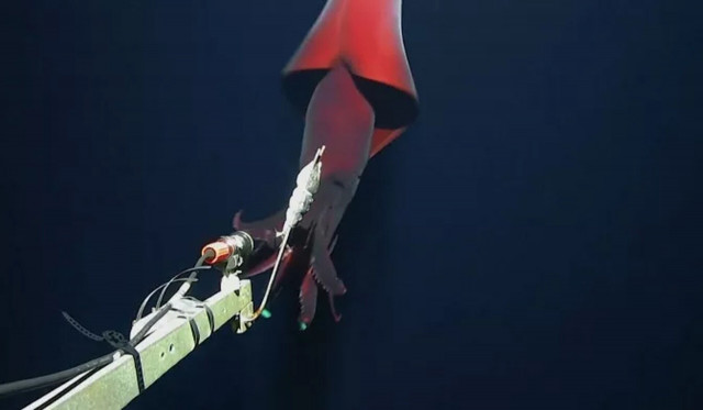 Τεράστιο καλαμάρι βαθέων υδάτων με πλοκάμια «προβολείς»: Επιστήμονες το κατέγραψαν στον Ειρηνικό