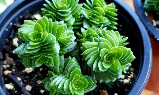 Αυτό είναι το φυτό που «φέρνει» χρήμα και πλούτο