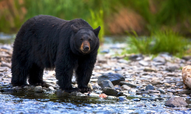 Το σουβλάκι από... μαύρη αρκούδα τους έστειλε στο νοσοκομείο