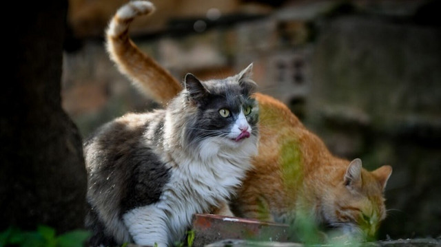 Γκύζη: Αφαιρούνται επτά ζώα συντροφιάς από ιδιοκτήτρια λόγω κακομεταχείρισης