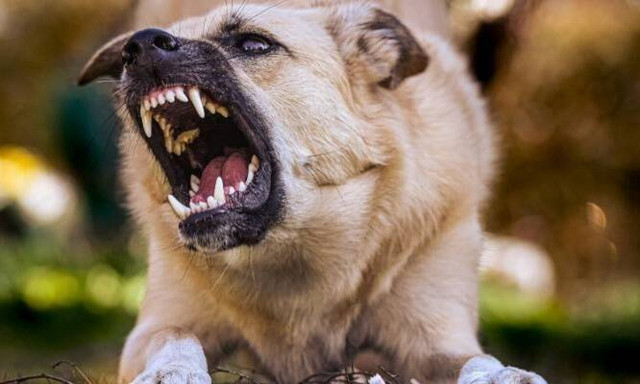 Θεσσαλονίκη: Αποζημίωση 200.000 ευρώ στην οικογένεια άνδρα μετά από φονική επίθεση σκυλιών