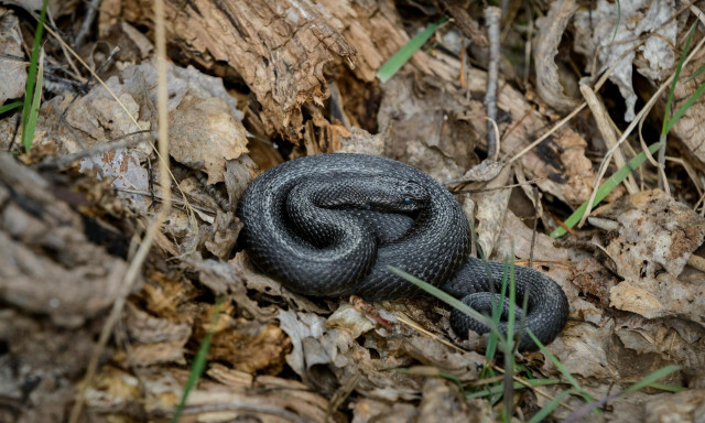 Τι είναι το αιμορραγικό σοκ - Τι πρέπει να κάνουμε εάν μας δαγκώσει φίδι