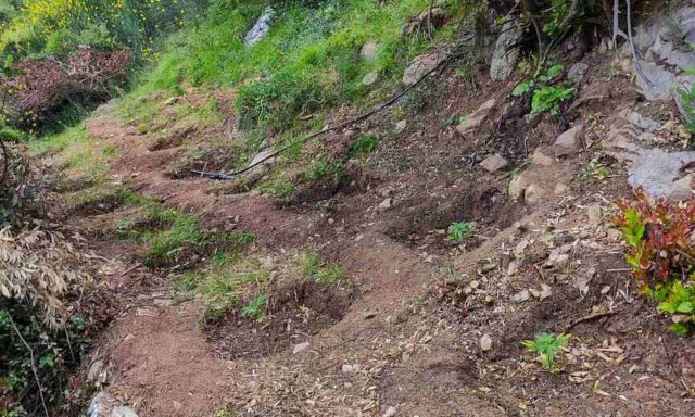 Εύβοια: Εντοπίστηκε οργανωμένη φυτεία κάνναβης σε δασική περιοχή - 4 συλλήψεις