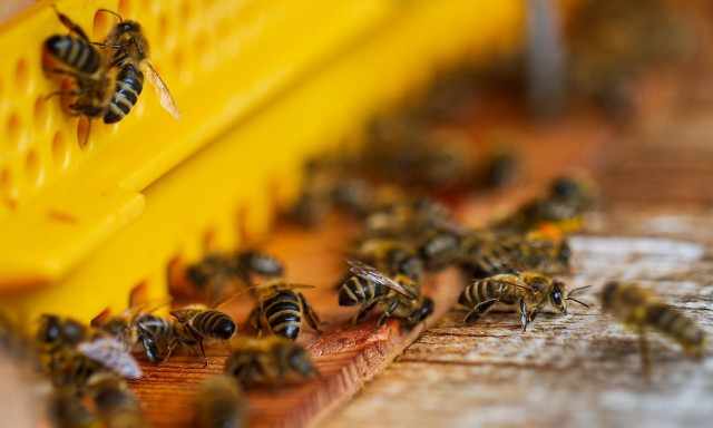 Μυτιλήνη: Πώς έγινε το περιστατικό με την επίθεση σμήνους μελισσών μέσα σε οχήματα