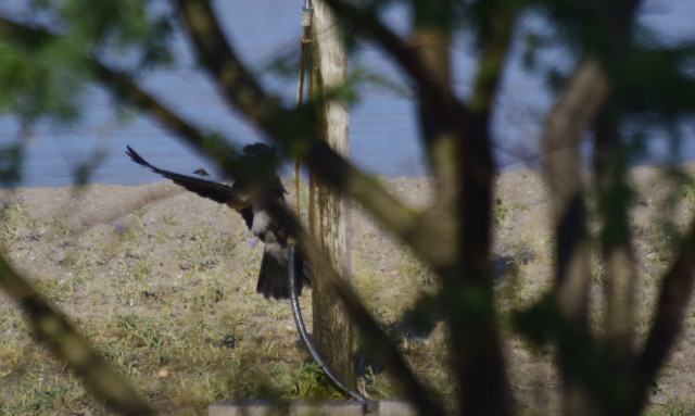 Τι είναι ο Έφιος που «τρομοκράτησε» το Πανόραμα