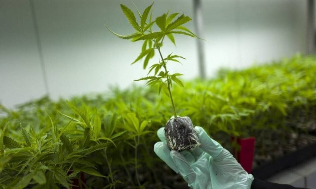 Κρήτη: Εντοπίστηκε υδροπονική καλλιέργεια κάνναβης σε βίλα!