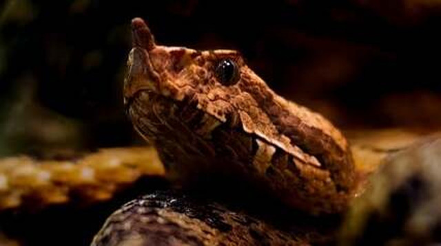 Τα φίδια ξύπνησαν και είναι... ανάμεσά μας: Όλα όσα πρέπει να γνωρίζουμε