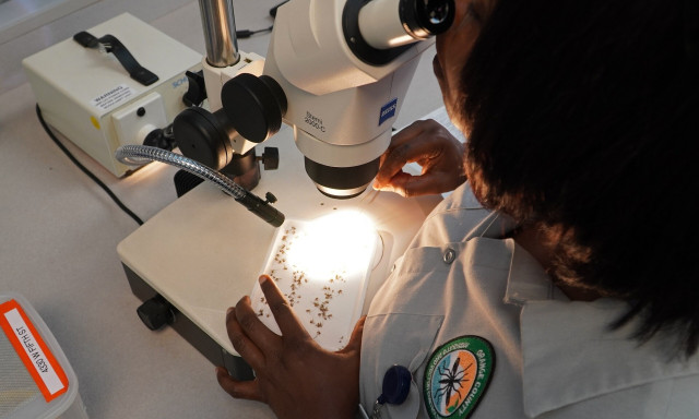 Συναγερμός για τον θανατηφόρο ιό Puumala  - Πώς μεταδίδεται