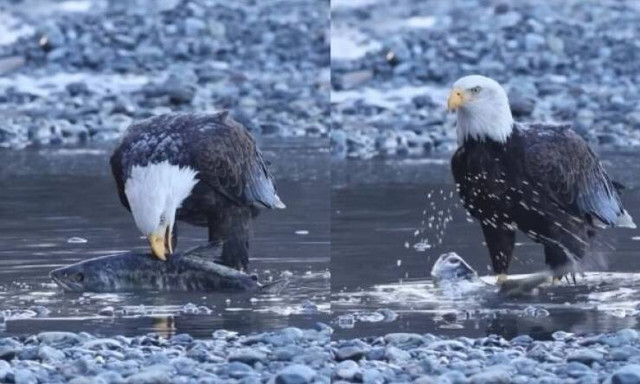 Η μοναδική στιγμή που αετός πιάνει το θήραμα του (vid)