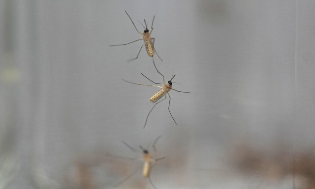 «Πράσινο φως» για το πρώτο εμβόλιο κατά του ιού Chikungunya στην Ευρώπη