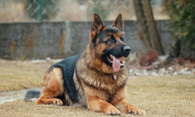 Θεσσαλονίκη: Ελεύθερος ο 36χρονος αλλοδαπός ιδιοκτήτης του πίτμπουλ που επιτέθηκε σε 55χρονη