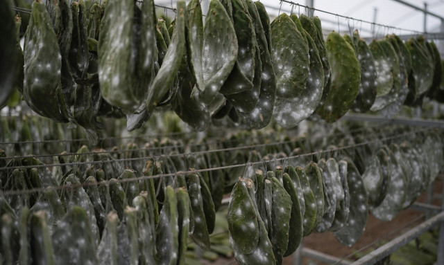 Ανατριχιαστικό: Ποιο είναι το έντομο που τρώμε όλοι εν αγνοία μας