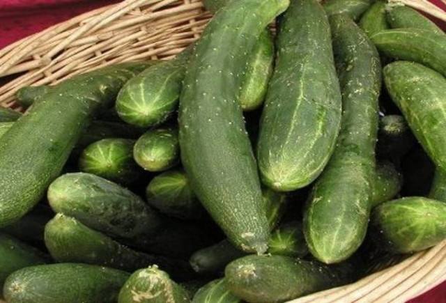 Μεγάλη ανησυχία Εντοπίστηκε σαλμονέλα στα... αγγούρια