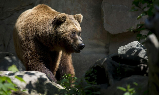Καλιφόρνια: Αρκούδα σκότωσε γυναίκα στο σπίτι της