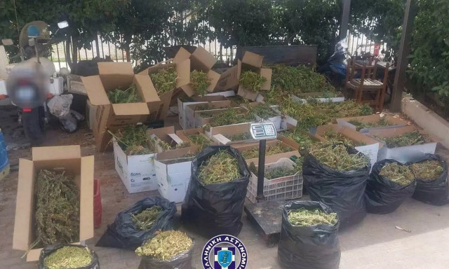 Χανιά: Καίριο χτύπημα της ΕΛ.ΑΣ. σε χασισοκαλλιεργητές- 1.050 δενδρύλλια και σχεδόν 32 κιλά κάνναβης