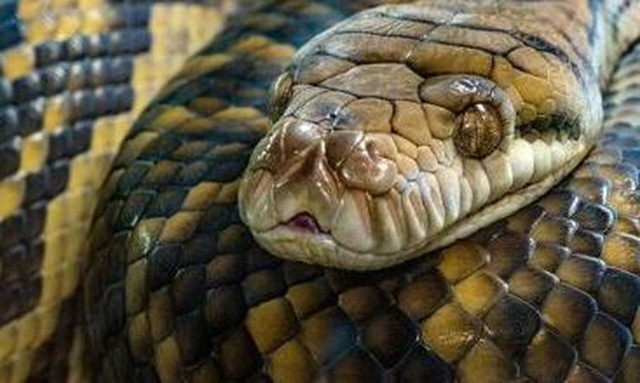 Ένας πύθωνας 5 μέτρων καταβρόχθισε μία γυναίκα - Πολύ σκληρές εικόνες