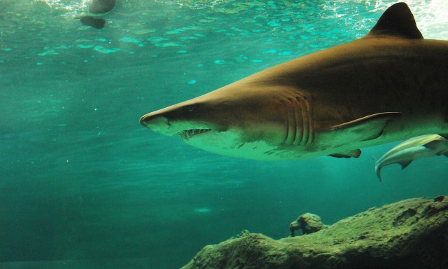 Τρόμος στη Φλόριντα: Καρχαρίες επιτέθηκαν σε κολυμβητές - Ακρωτηριάστηκε 45χρονη