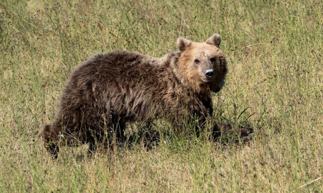 Δράμα: Πώς έπεσε στον γκρεμό ο ορειβάτης - Το τετ α τετ με την άγρια αρκούδα στο δάσος