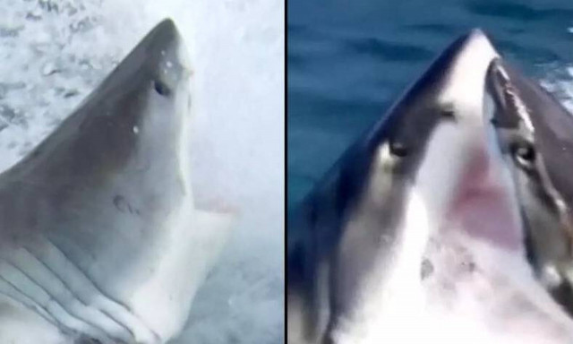 Κι όμως... Οι λευκοί καρχαρίες είναι κανίβαλοι - Τι εξηγεί ειδικός