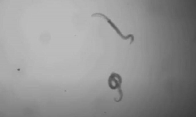 Σκουλήκι παγωμένο για 46.000 χρόνια επανήλθε στη ζωή και άρχισε να γεννάει