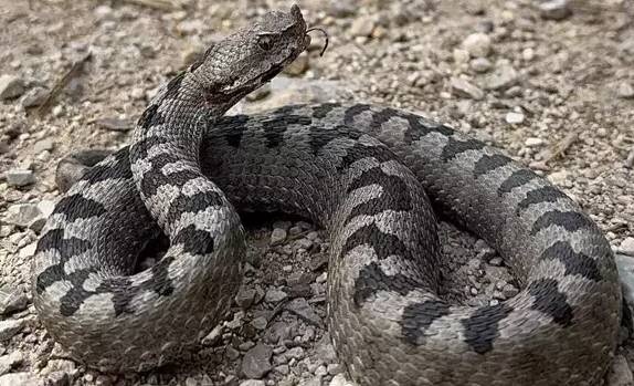 Λαμία: Οχιά δάγκωσε ποδοσφαιριστή την ώρα της προπόνησης