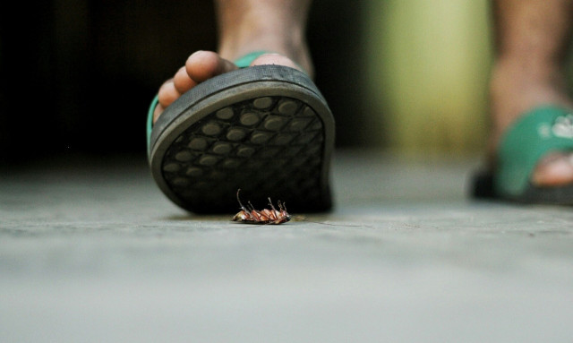 Μεγάλες καφέ κατσαρίδες - Πώς θα  τις εξαφανίσετε, θα ψάχνουν τρύπα να κρυφτούν