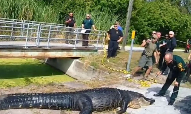 Τρομακτικές εικόνες: Αλιγάτορας κατασπάραξε 41χρονη - Βρέθηκαν στην κοιλιά του λείψανά της