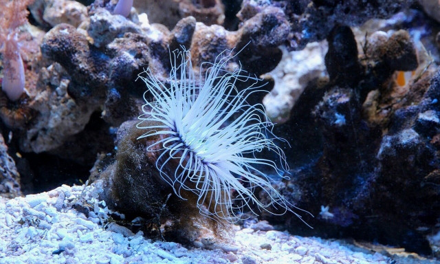 Θαλάσσιες ανεμώνες: Νέος κίνδυνος στις ελληνικές θάλασσες - Όλα όσα πρέπει να ξέρετε