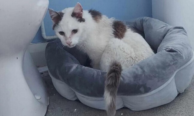 Ο γάτος Άρτι γύρισε σπίτι του μετά από 12 χρόνια