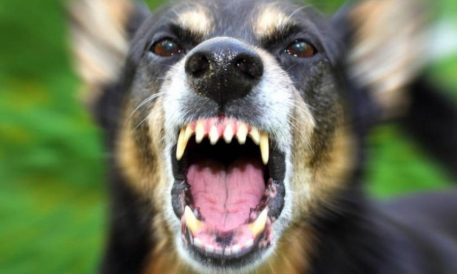 Μεσσηνία: Οικογένεια δέχθηκε τρομακτική επίθεση από ροτβάιλερ - Πώς γλίτωσαν