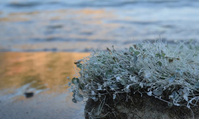 Αναβίωσε στο Ηράκλειο το έθιμο της μαλλιαρής πέτρας