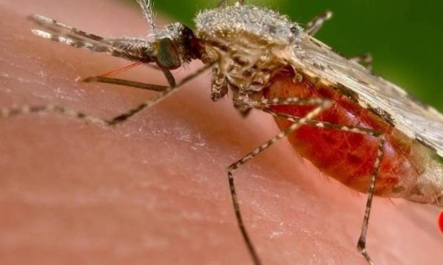 Γιατί τα κουνούπια τσιμπάνε πιο πολύ κάποιους και άλλους τους αφήνουν ήσυχους