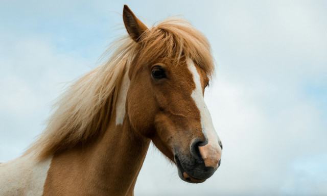 Θάσος: Άλογο τραυμάτισε 5χρονη σε παραλία
