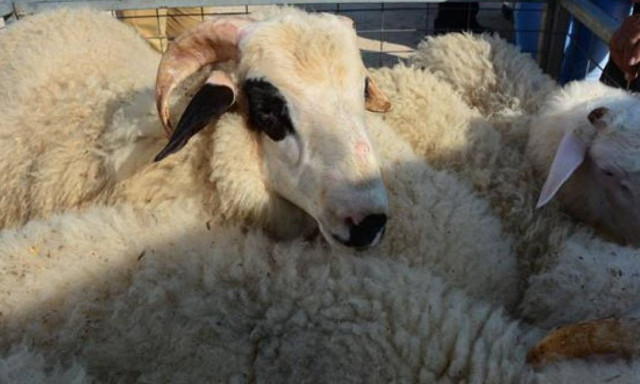 Κρήτη: Φώναξαν την αστυνομία για περιστατικό... αρνιού - Τους κράτησε ξύπνιους όλο το βράδυ