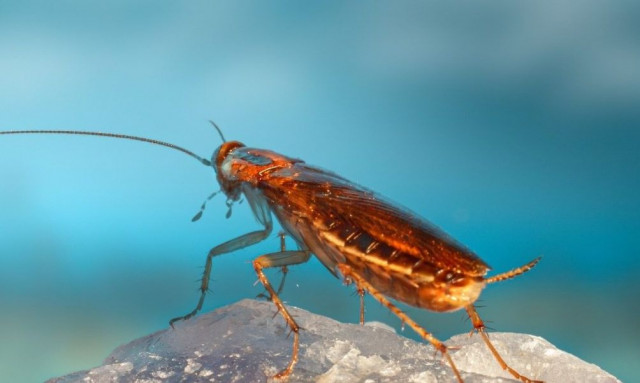 Λάρισα: Εφιάλτης για τους κατοίκους η επιδρομή ιπτάμενων κατσαρίδων