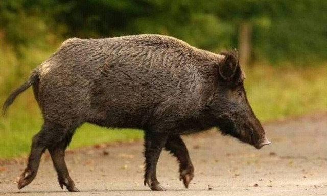 Τροχαίο με αγριογούρουνο στην Εύβοια - Βοσκός είχε δεχθεί επίθεση πριν λίγες μέρες