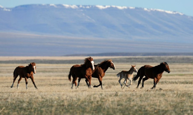 Τα τελευταία άγρια άλογα στον κόσμο επέστρεψαν στις στέπες του Καζακστάν μετά δύο αιώνες