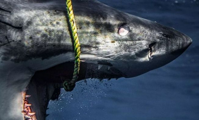 Βίντεο που κόβει την ανάσα: Καρχαρίας-ζόμπι κυνηγάει με μια τρύπα στην... κοιλιά του (vid)