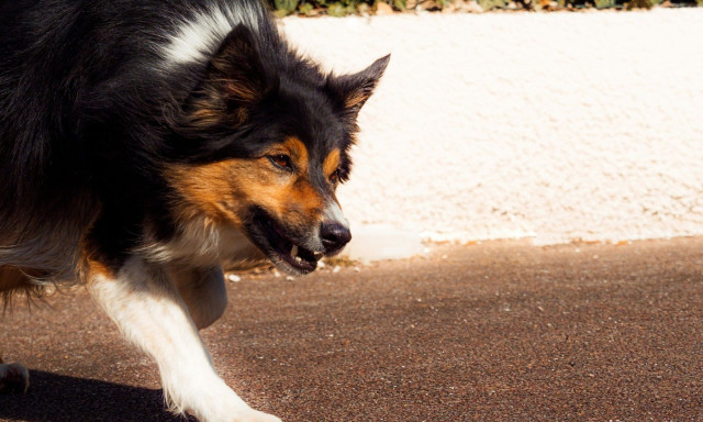 Βρετανία: Κοριτσάκι επτά μηνών νεκρό αφού κατασπαράχθηκε από τον σκύλο της οικογένειάς του