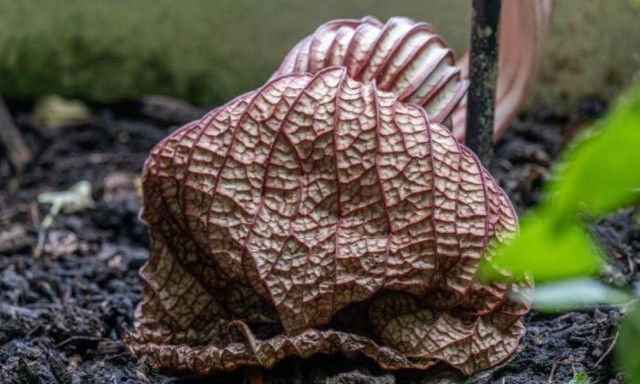 Πρωτοφανές: Ένα σπάνιο άνθος και το λουλούδι με τη χειρότερη μυρωδιά του κόσμου άνθισαν ταυτόχρονα