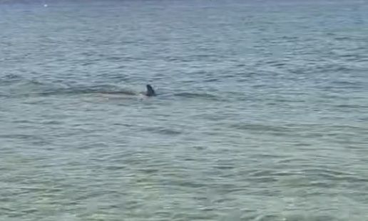 Καβάλα: Δελφίνι πιάστηκε να κάνει βόλτες στη Νέα Πέραμο