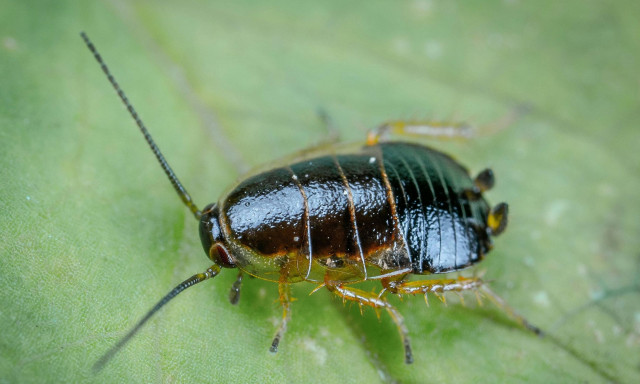 Λάρισα: Επιδρομή από ιπτάμενες κατσαρίδες – Γιατί έχουν κατακλύσει τη Θεσσαλία